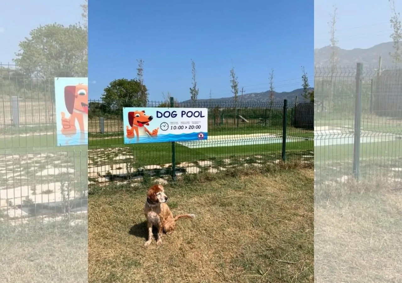 castellmar dogpool